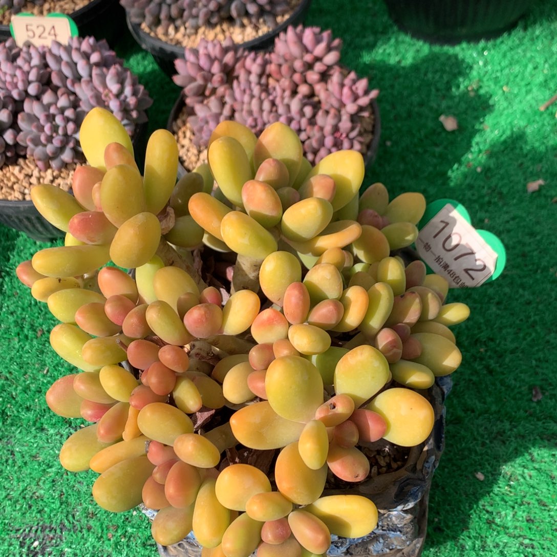 芒果奶老桩无砍20头1072