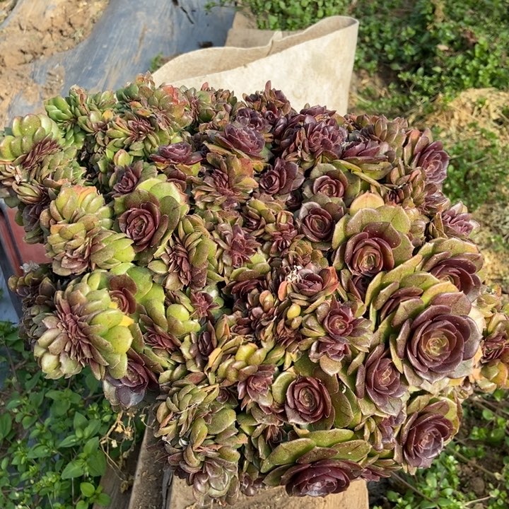 268万缀化朵朵老桩伤