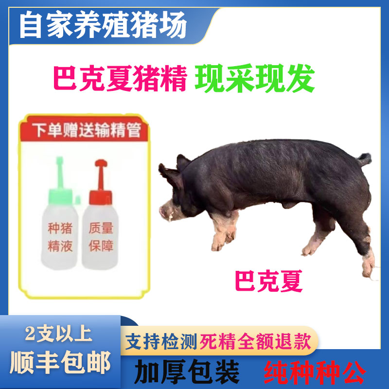 （巴克夏）种猪优质精液批发品种可选一件包邮原种恒温箱发货包对版