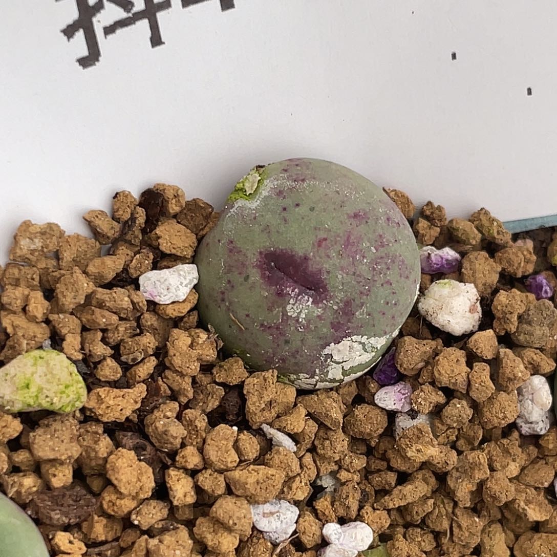 逗***逗4-104肉锥多肉植物