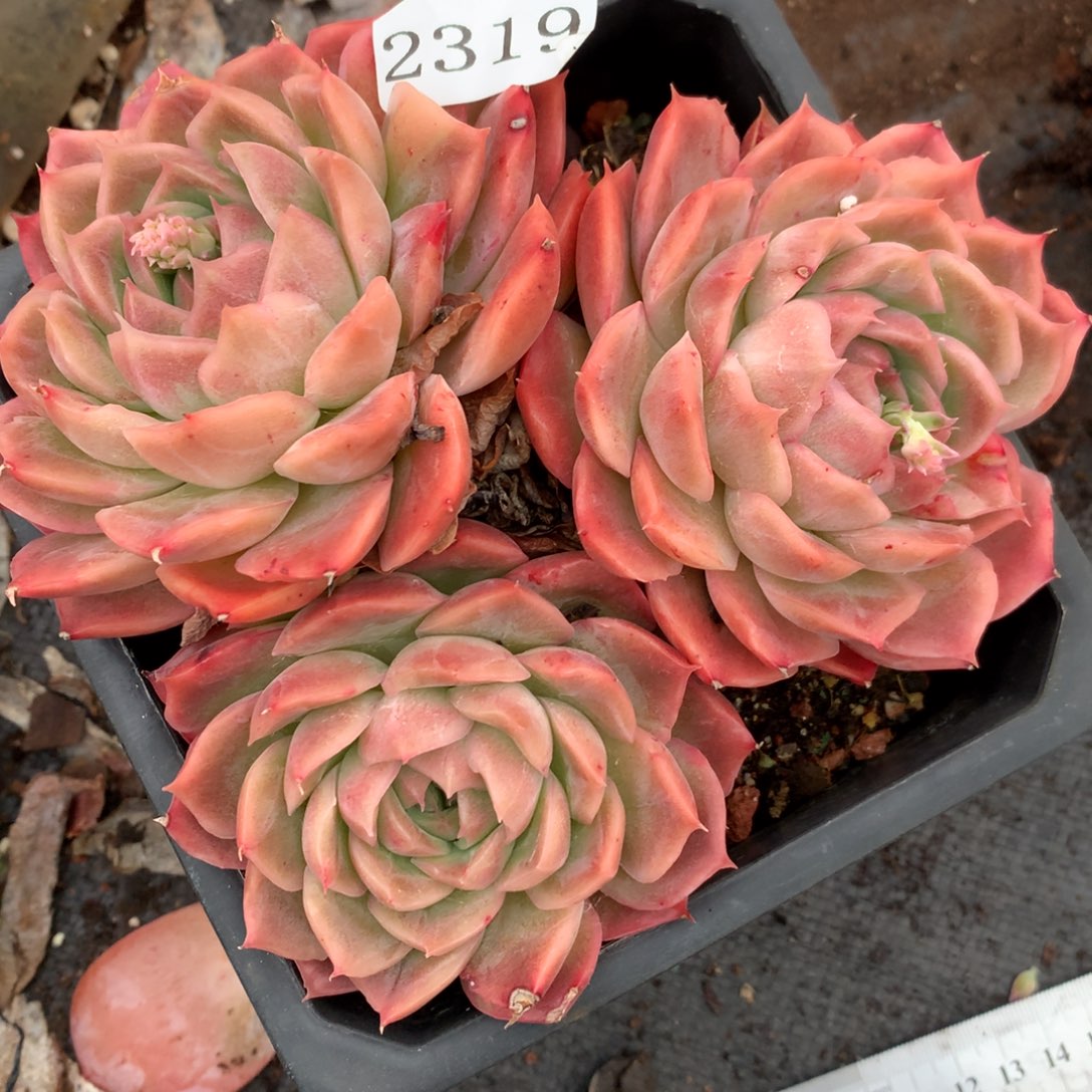 2319杂交多肉老桩