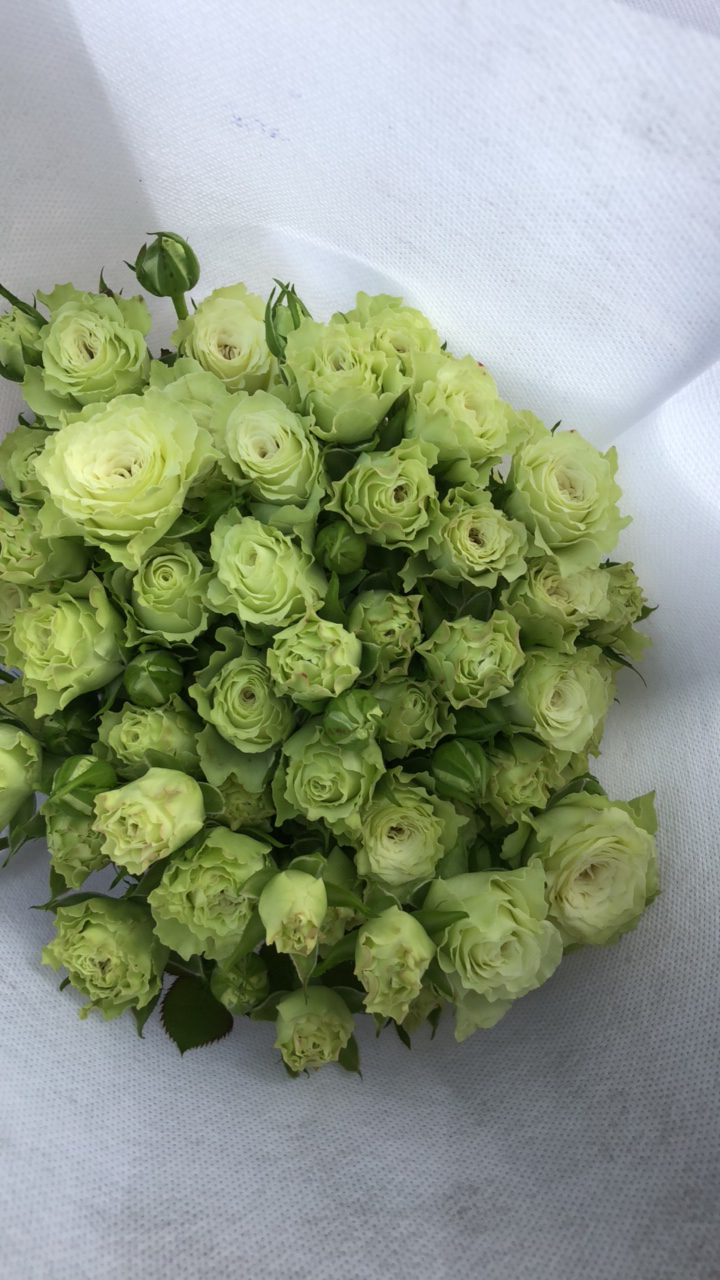 繁星多头玫瑰云南鲜花家用水养