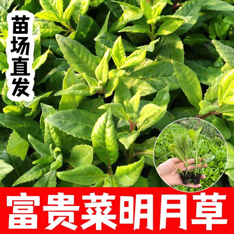 明月草菜苗富贵菜多茬采收穴盘育苗阳台盆栽庭院种植