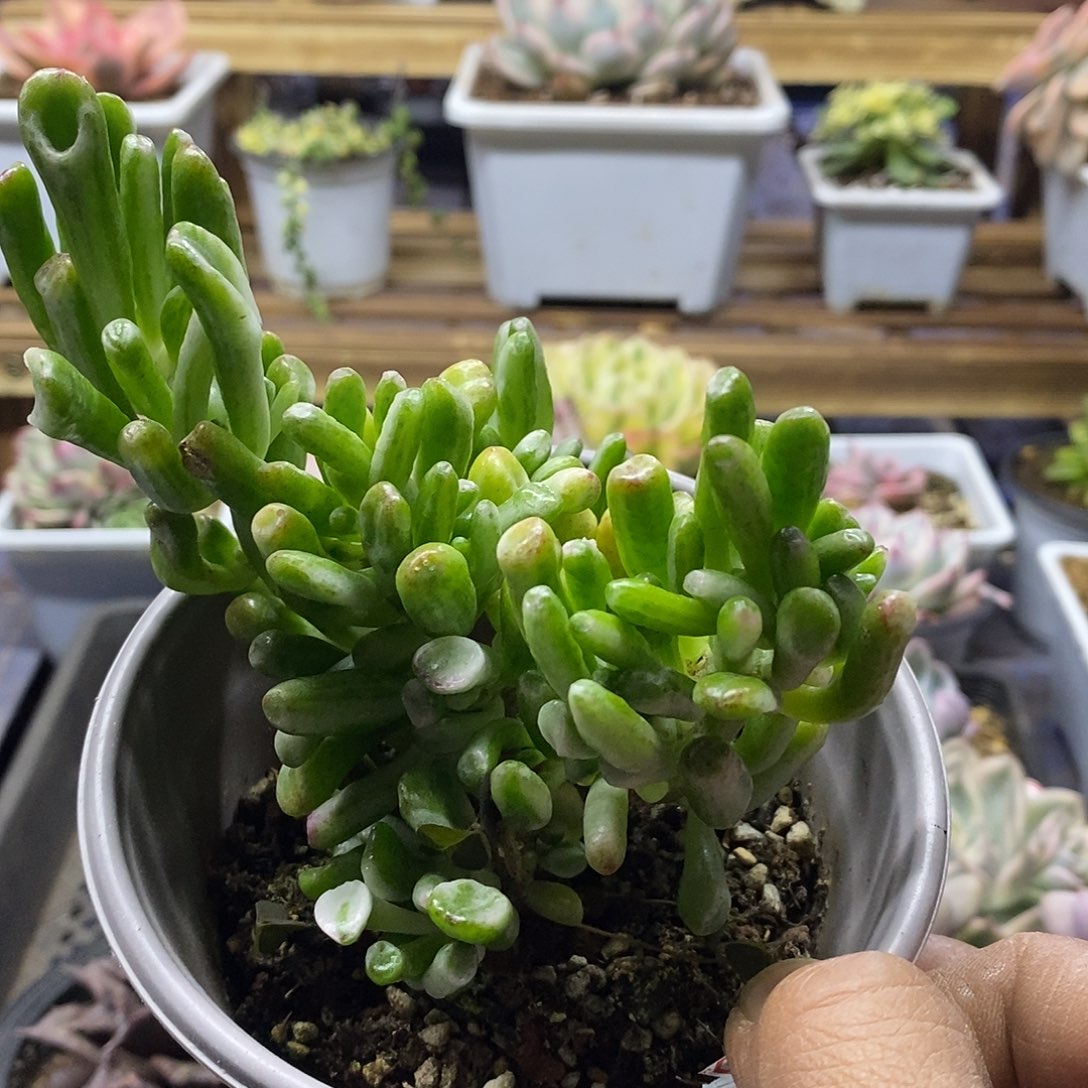 16129 吸财树锦群