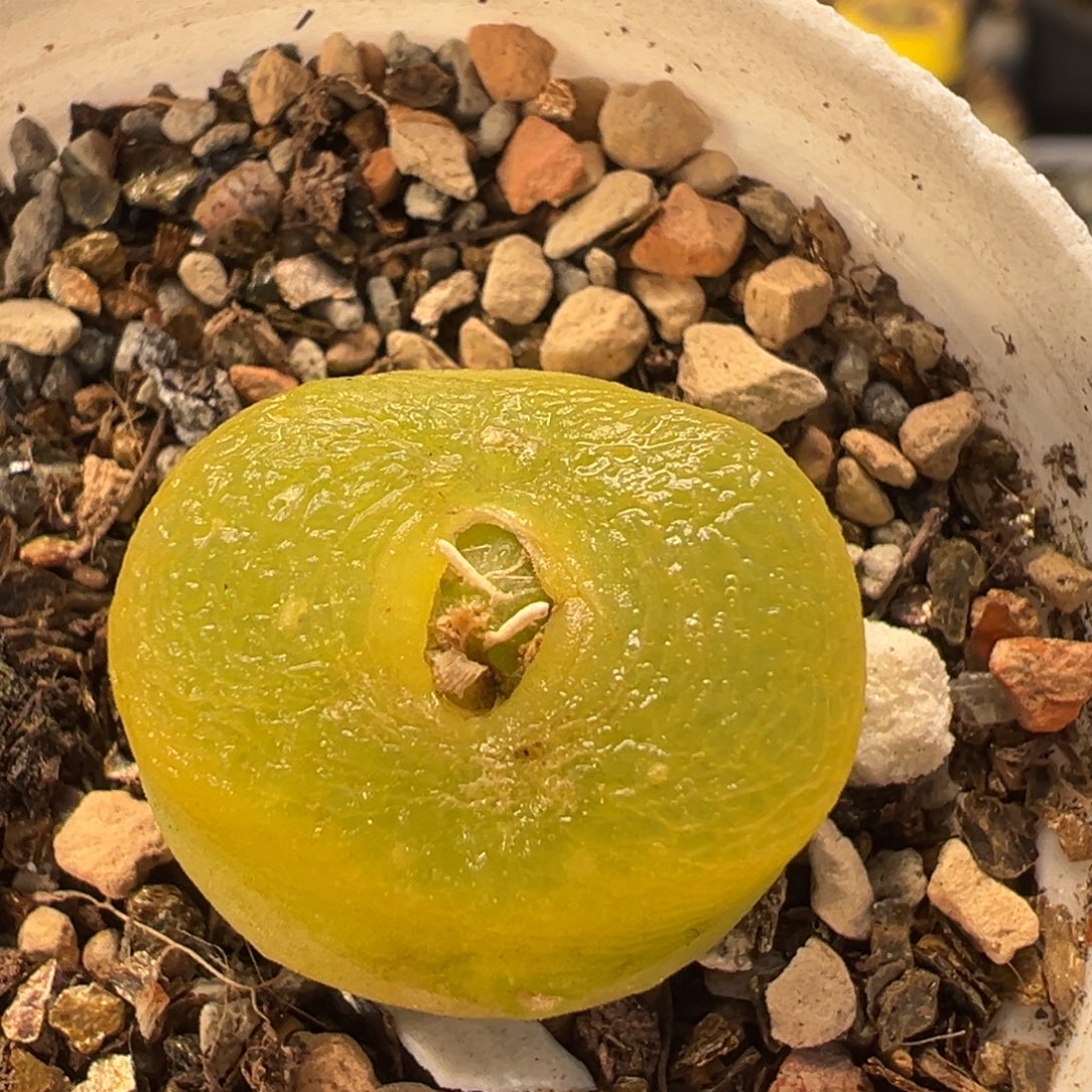 43多肉植物百科植物
