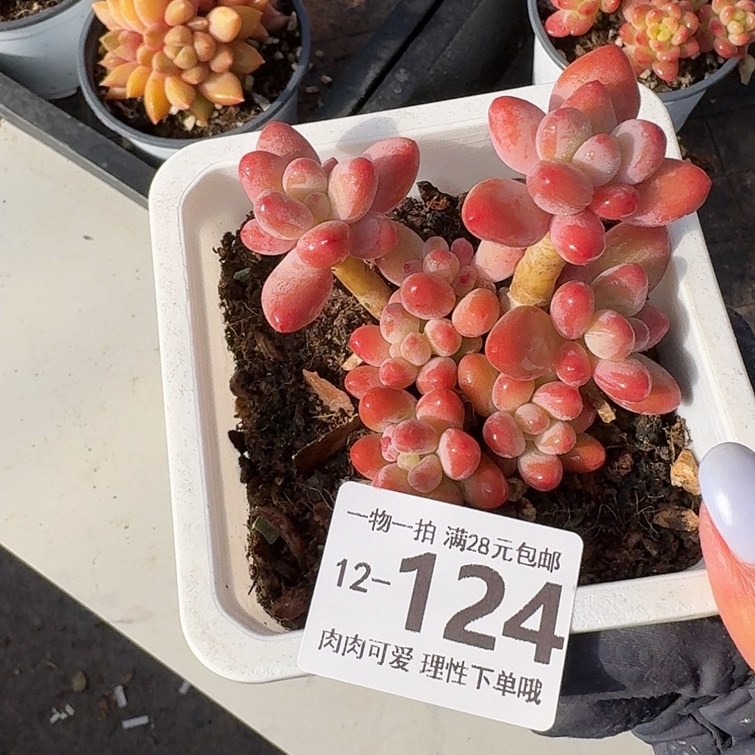 樱花奶多肉无盆土发货无盆