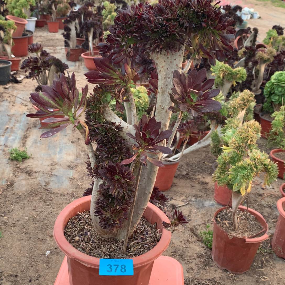 378黑法师一颗缀化