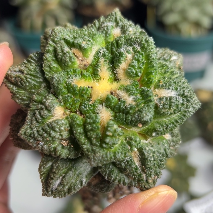 547  有根 节后发货