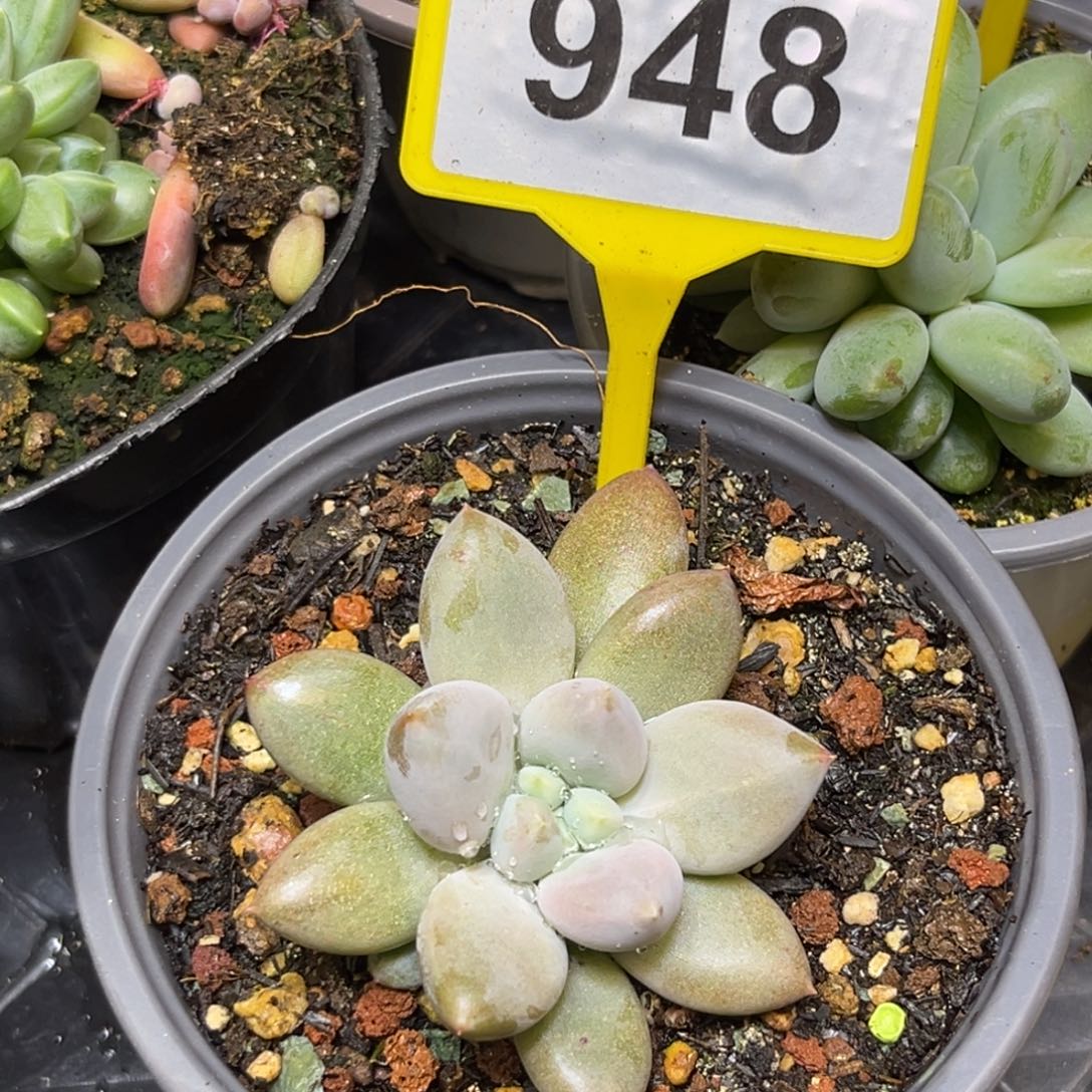 多肉植物海豚体哥特948