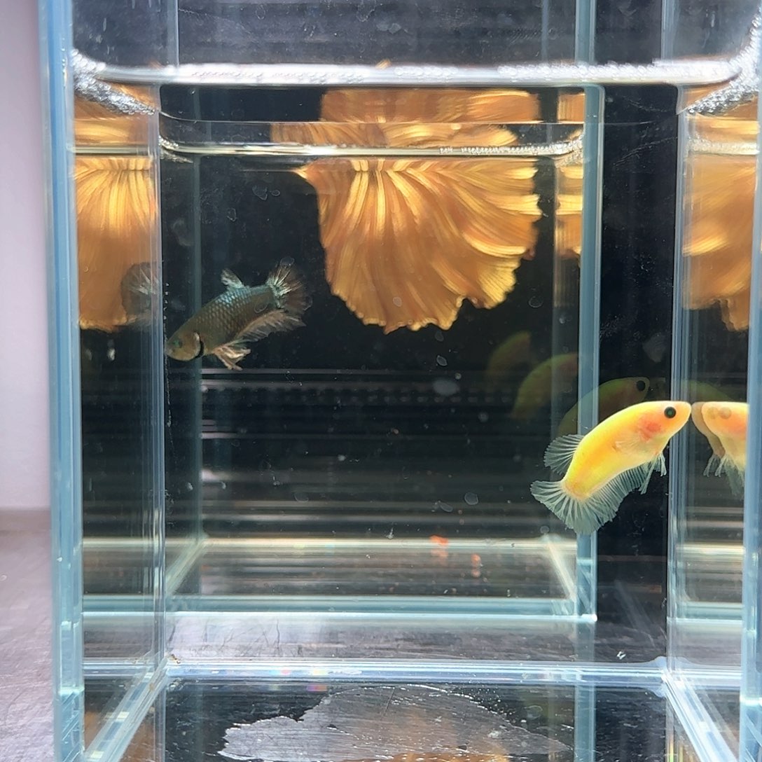 斗鱼活体观赏鱼好养耐活