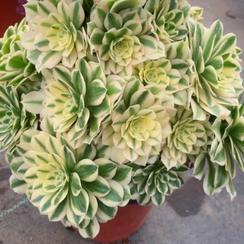 多肉植物迈巴赫锦。