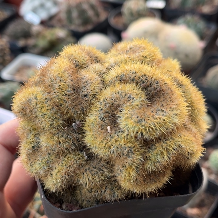 仙人球一物一拍自根