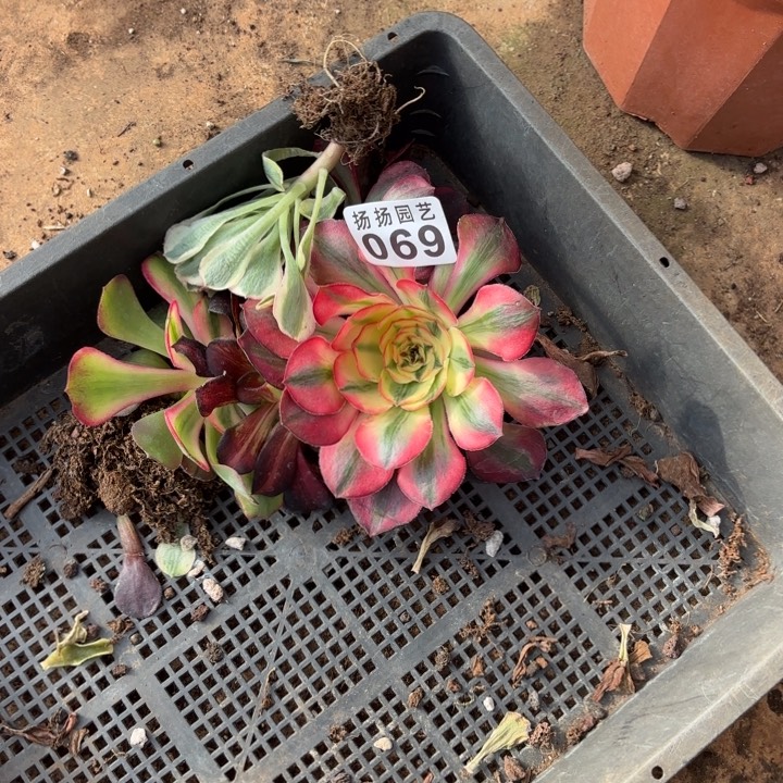 妮***姐无花朵069多肉法师发货