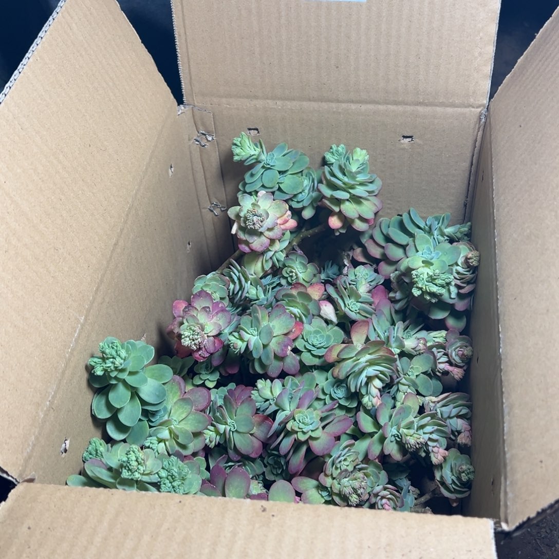 花***川地栽薄化妆30公分1棵（包邮不包损）