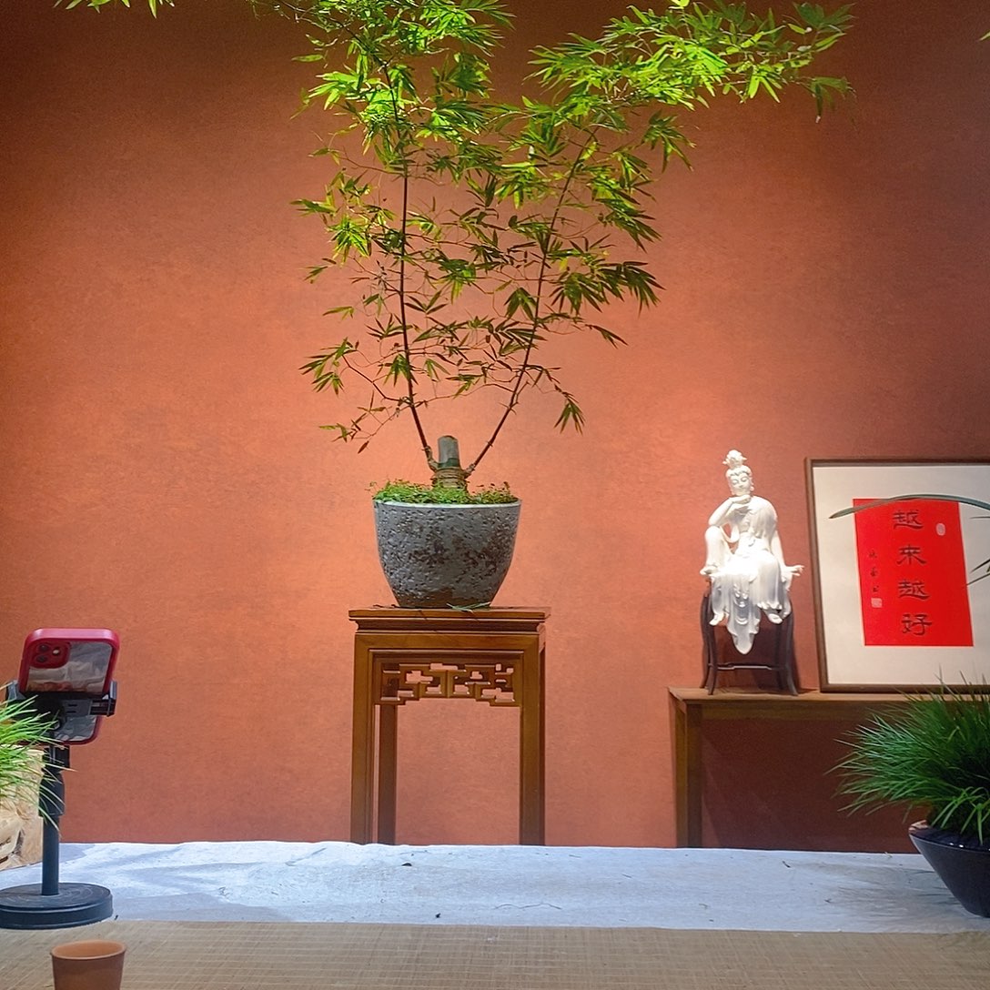王***乐无花朵老桩精品竹盆景作品