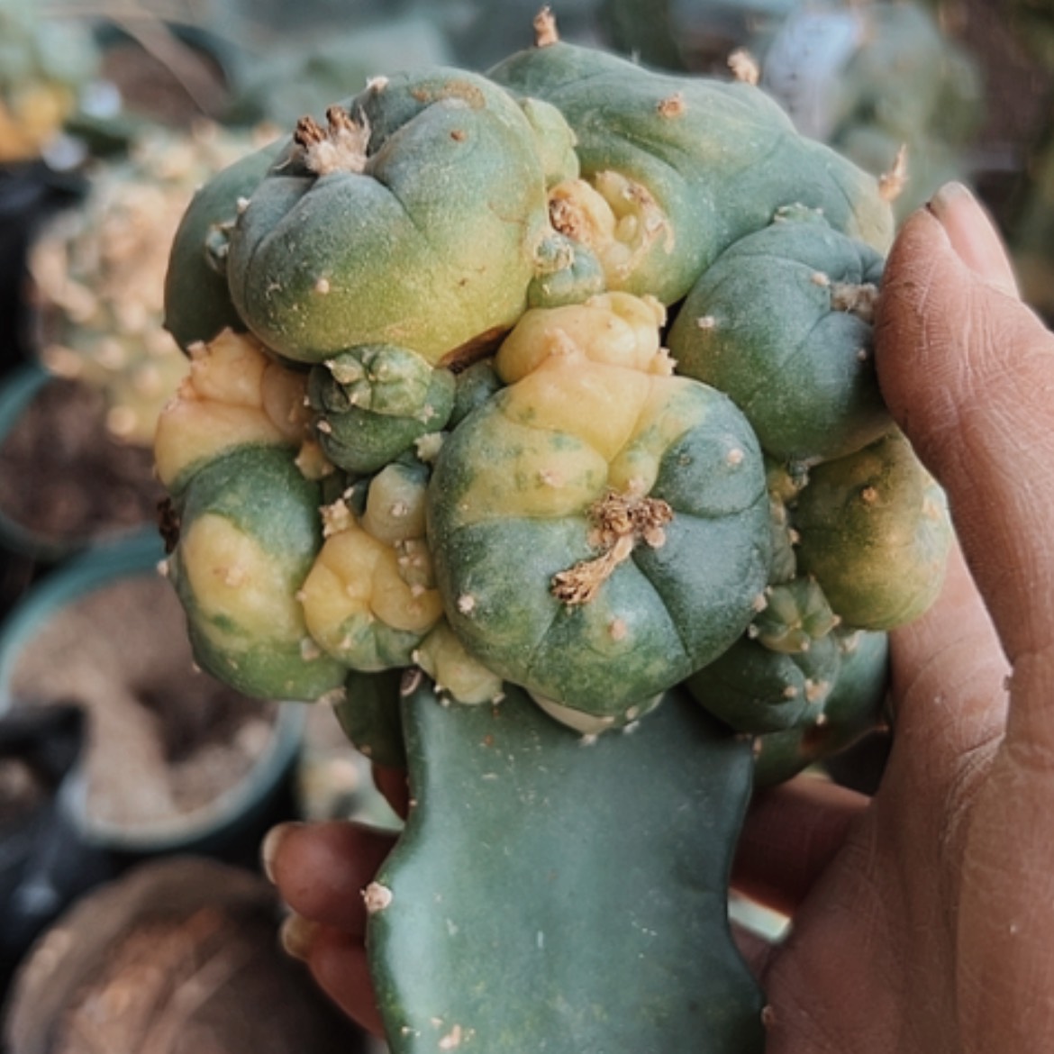 【闪购商品】3057海鲜锦无根的