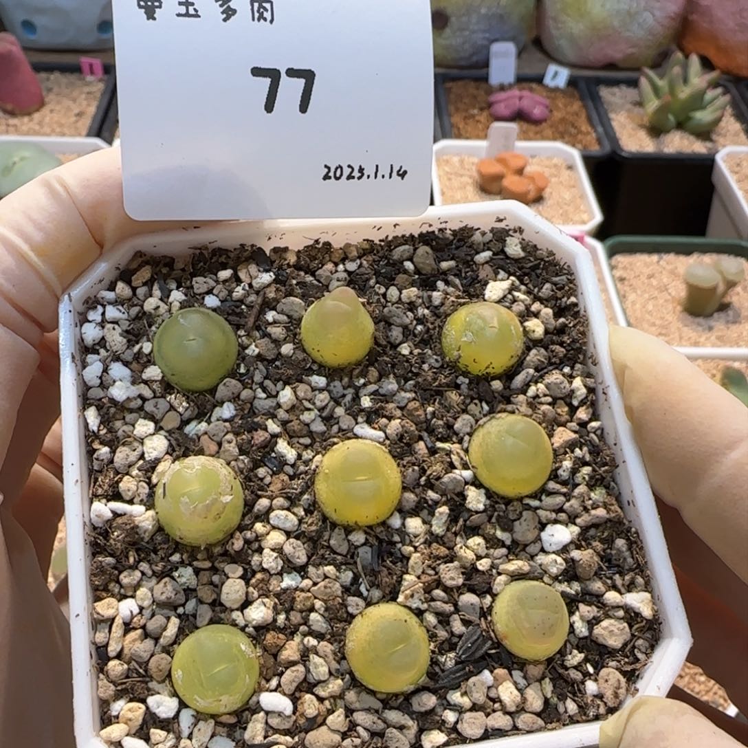 多肉多肉多肉1.14-077