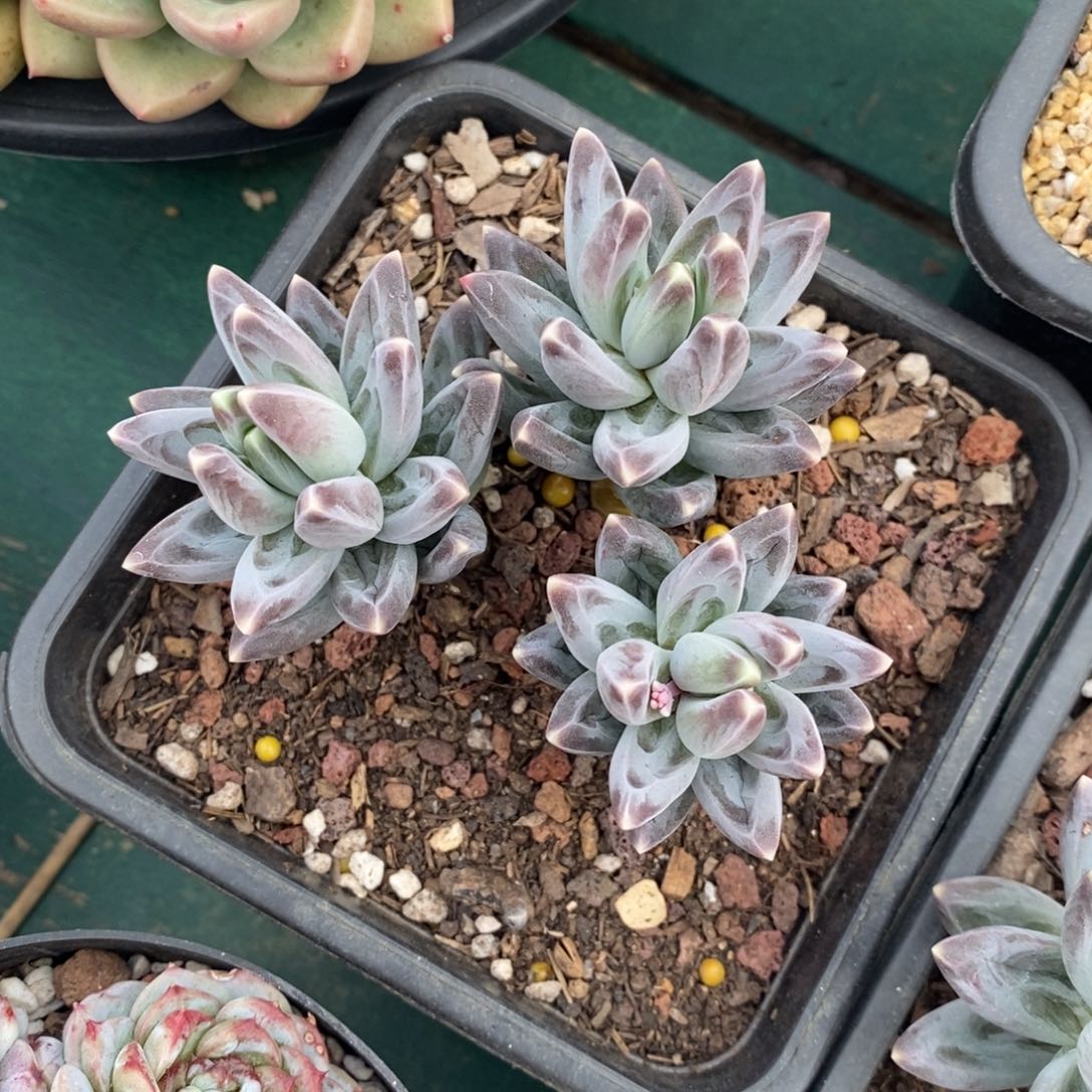 乌拉克拉，自然群，123466