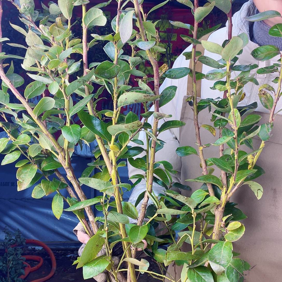 完全开放大果纯甜可口蓝莓