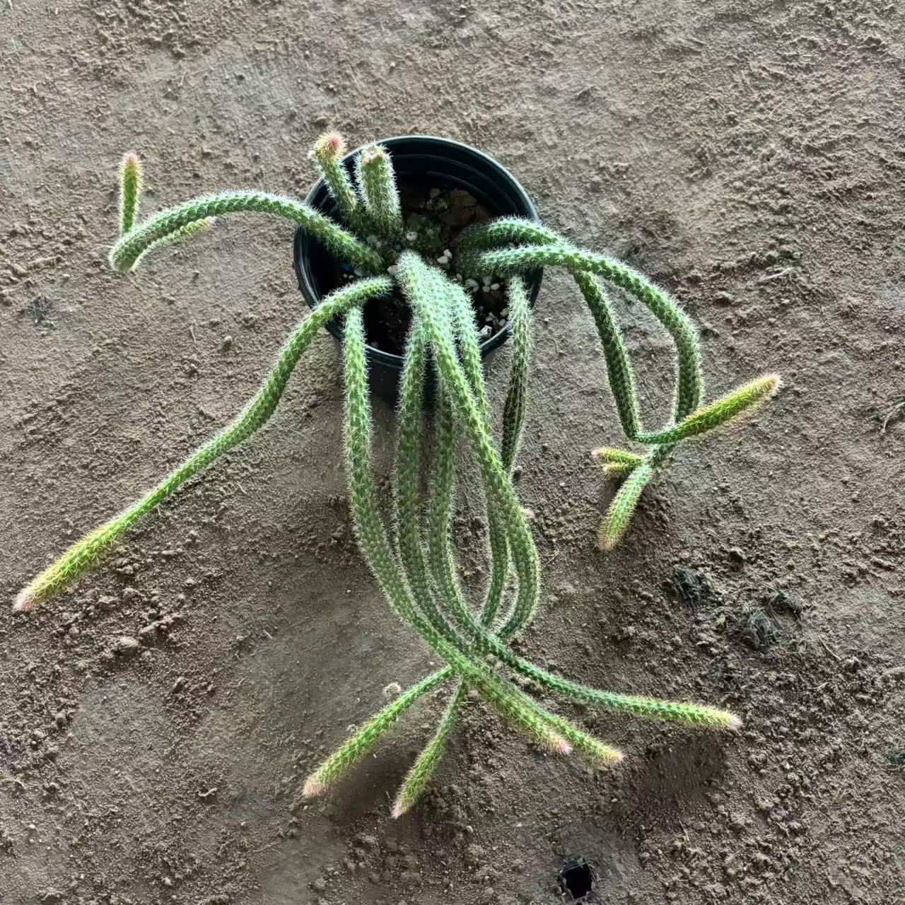 鼠尾仙人球  仙人球夏型种绿植盆栽桌面阳台办公室摆件