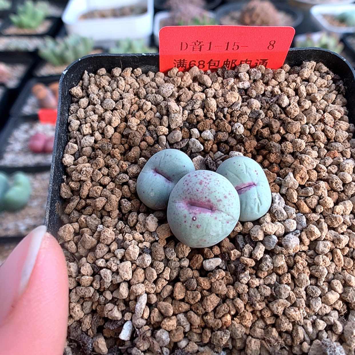 【闪购商品】1-15-8 小红嘴一群 60