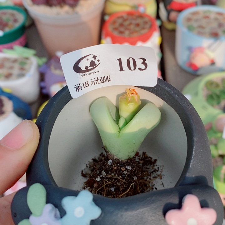 十***安生石花花花花花花花103