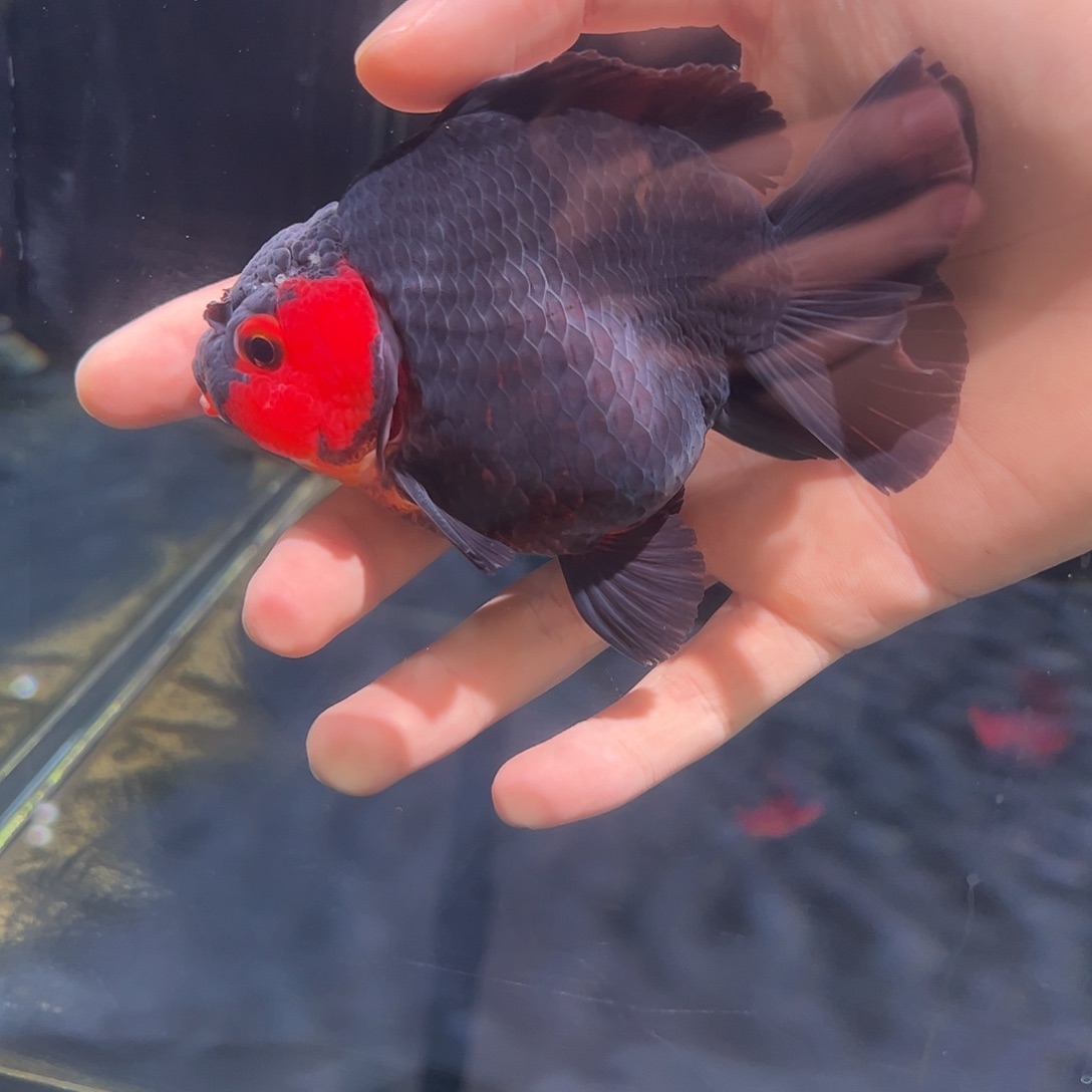 海水鱼木木与兰寿金鱼