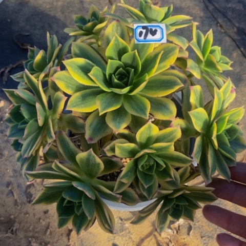 星爆多肉植物一物一拍174多肉