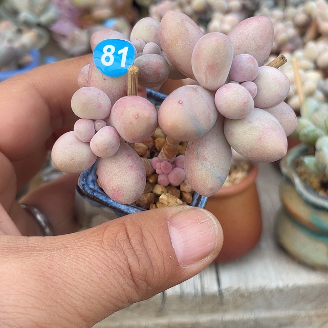 奶尖 3.5口盆 脱土发货