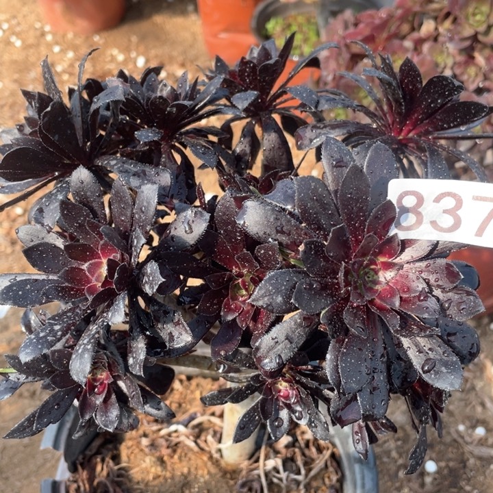 837多肉植物墨法师