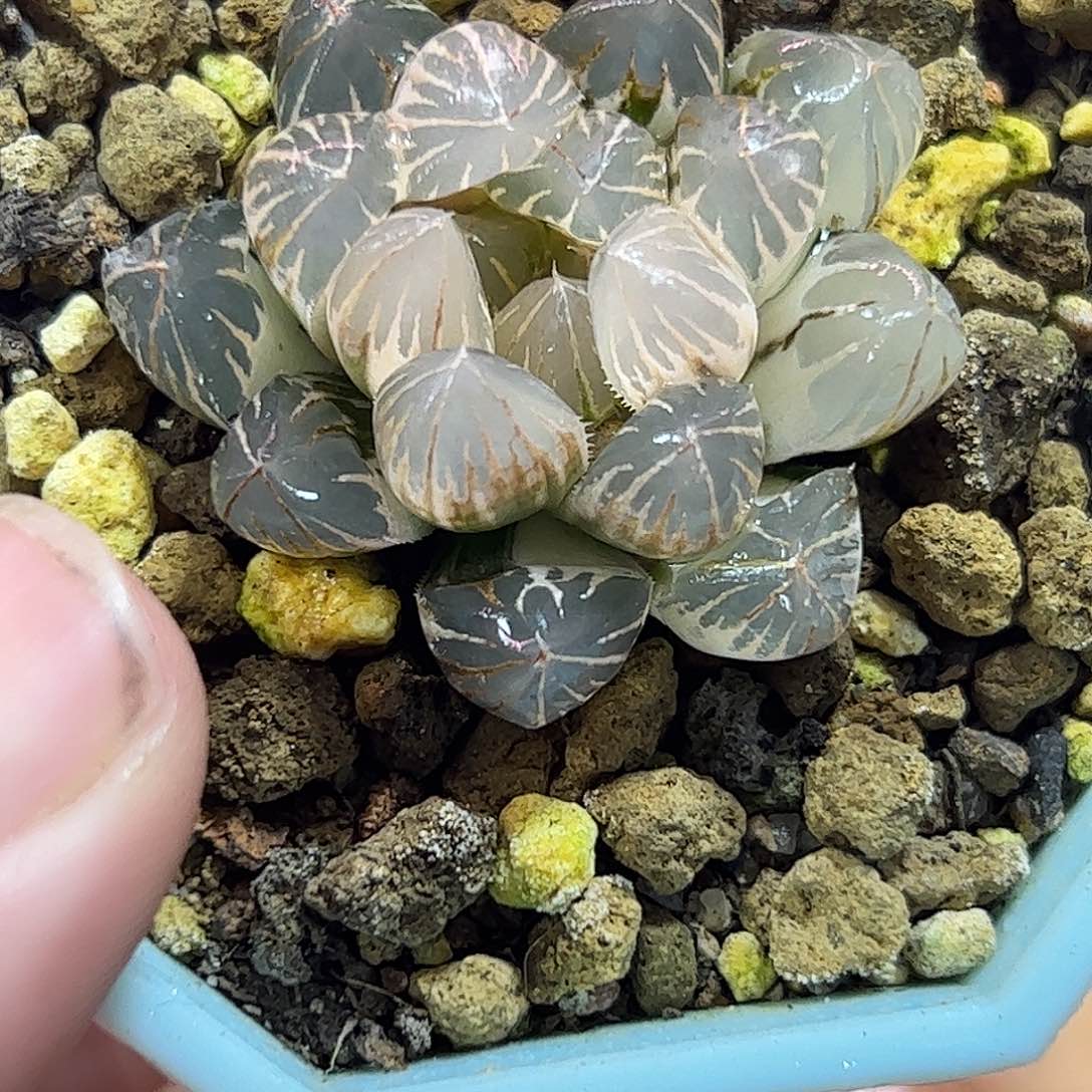 糊斑霓虹灯锦十二卷