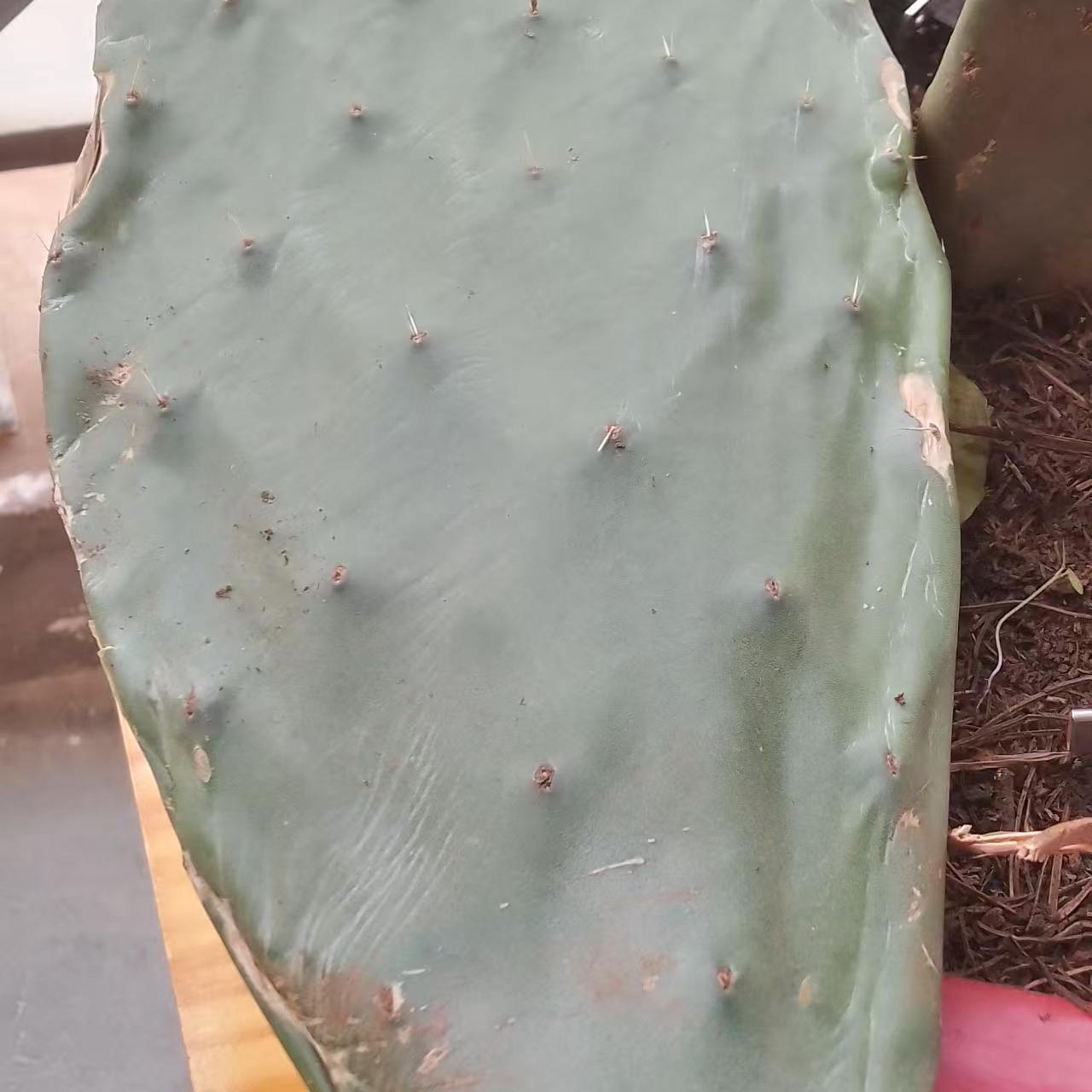 掌中大黄果老片基地直发