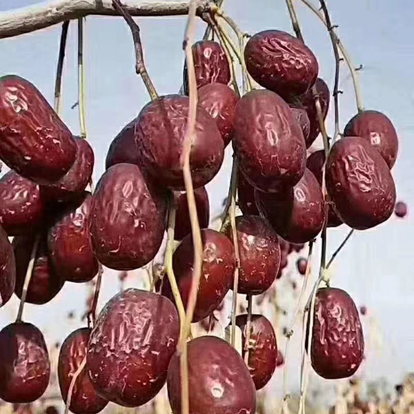 【中果】生产建设兵团若羌灰枣树上吊干【新疆直发】