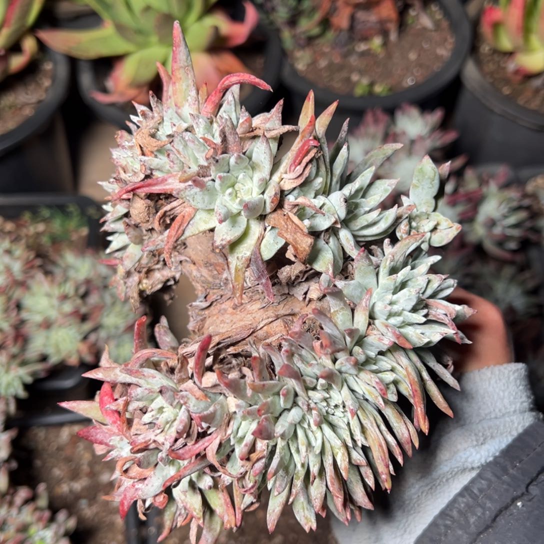 3933哈哈哈哈哈哈哈哈哈哈