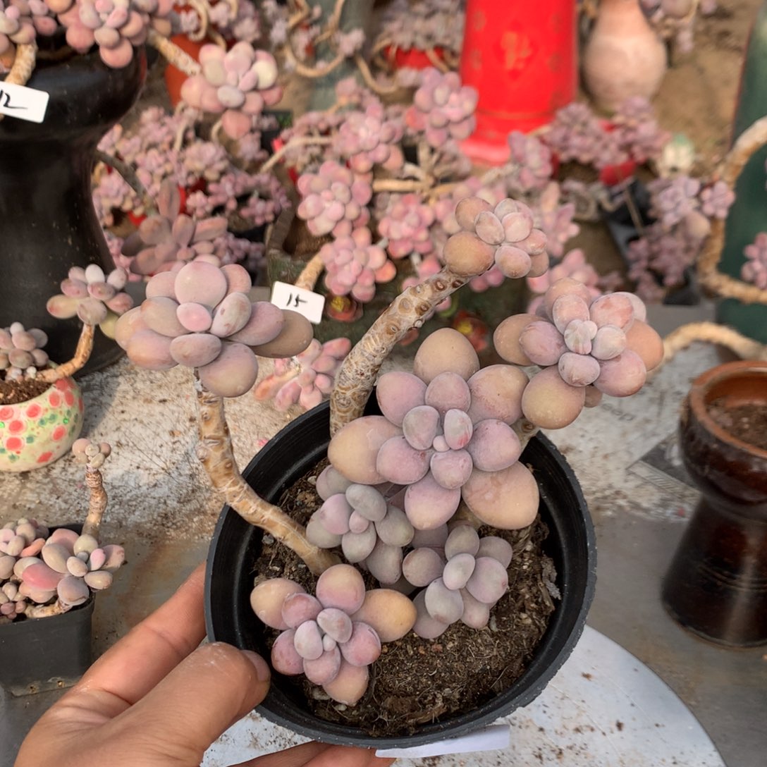桃蛋老桩不带盆23号