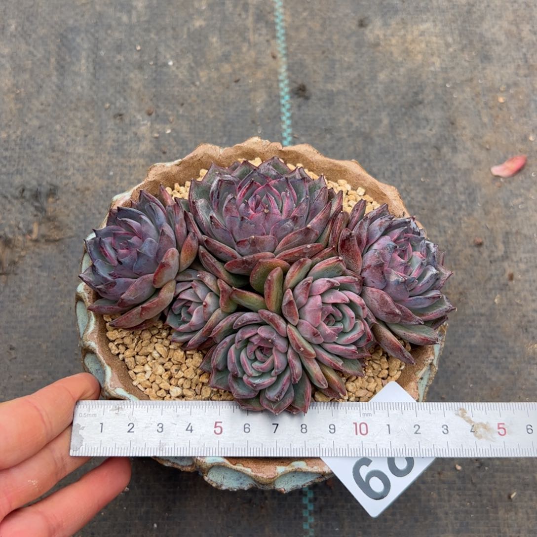 盛*729 多肉植物组合盆栽