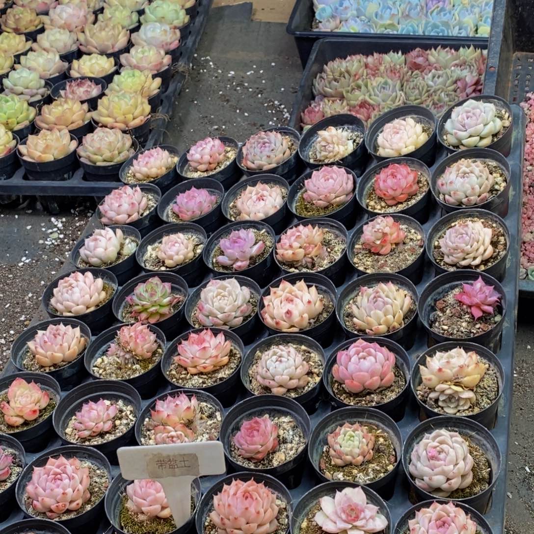182多肉植物保护研究所所长助理
