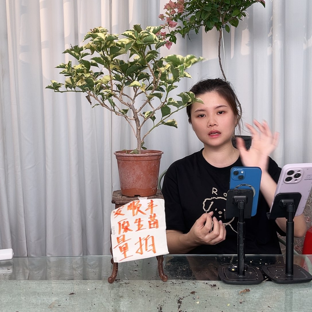 金边蓝月亮小一颗