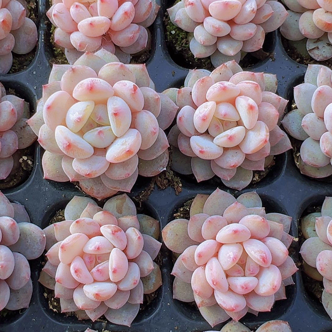 星星橙苗7颗19包邮多肉