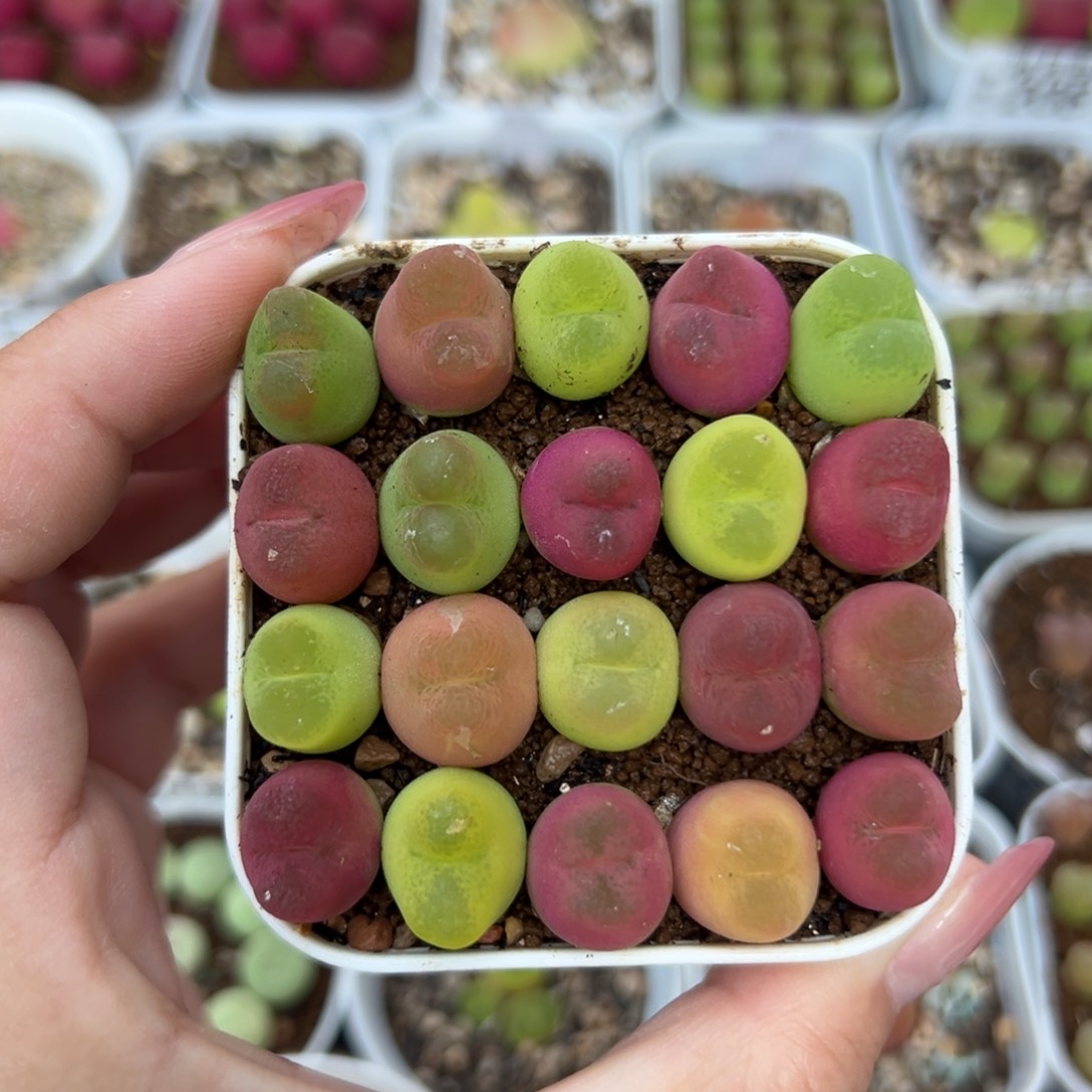 209毛汉尼裸根发货