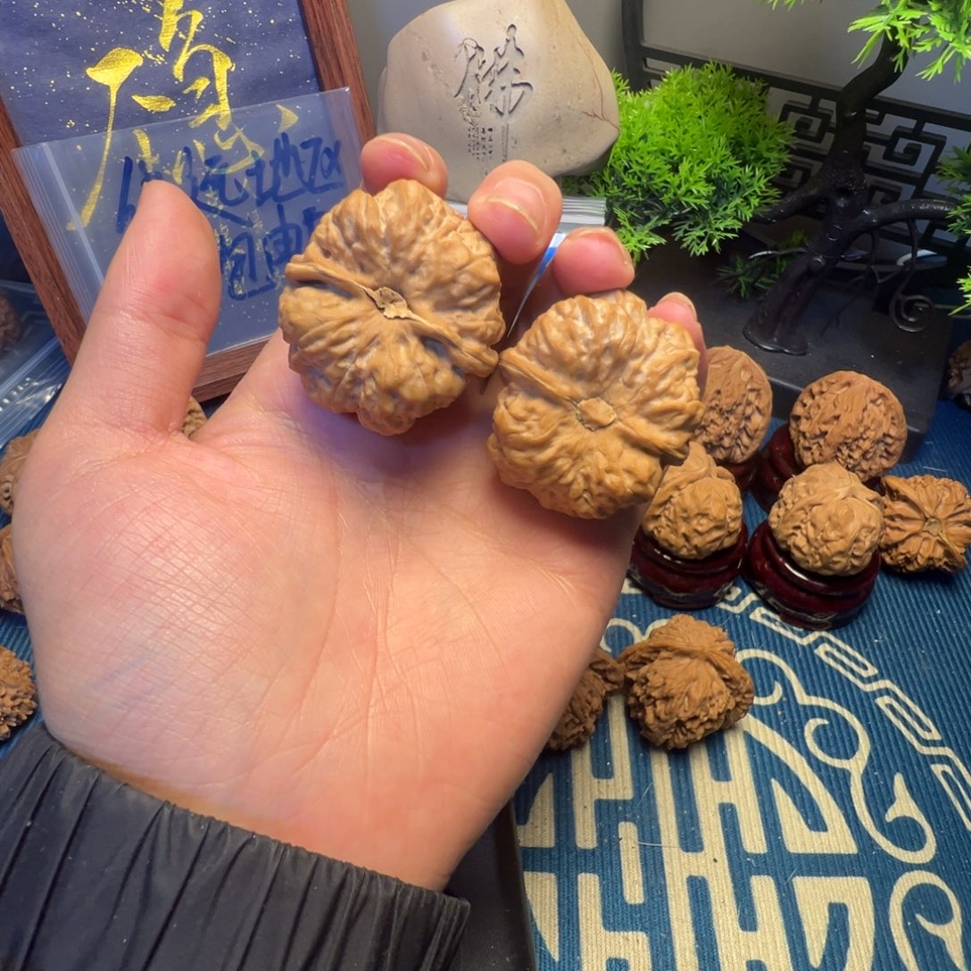 37 尺白茬蛤蟆头核桃