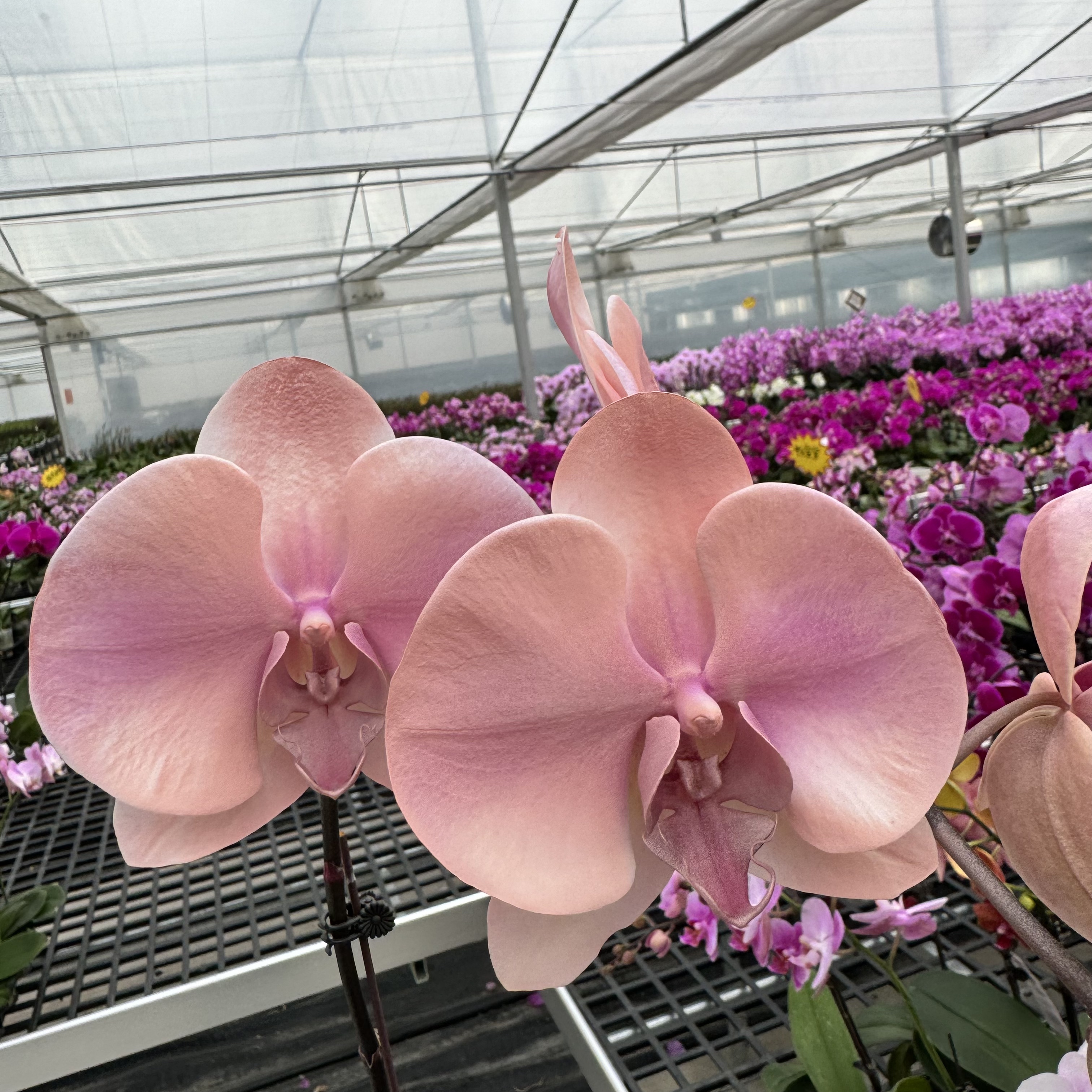 高品质蝴蝶兰【大水蜜桃】带花剑带花苞四季开花室内好养盆栽