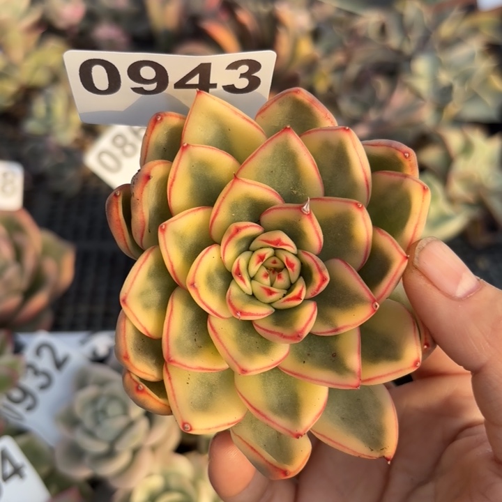 头盖锦满18包邮当场凑单