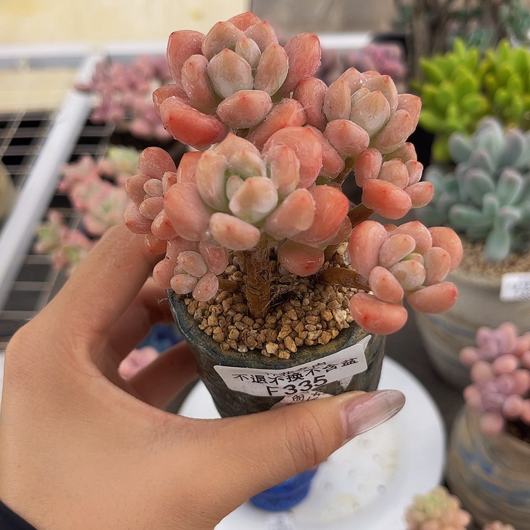 335-白底樱花洛神多肉5cm