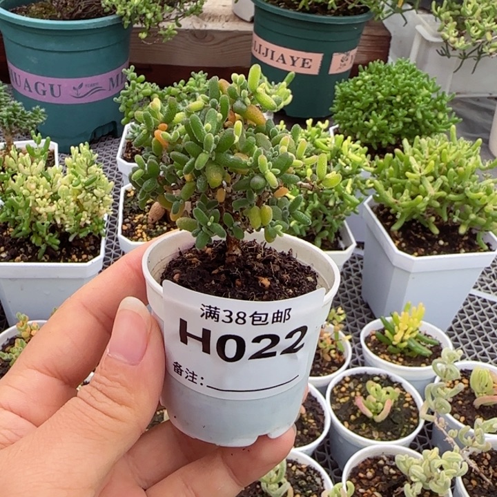 多肉植物枝干糖球黄锦