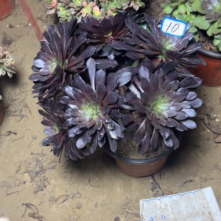 多肉植物黑铜法师10
