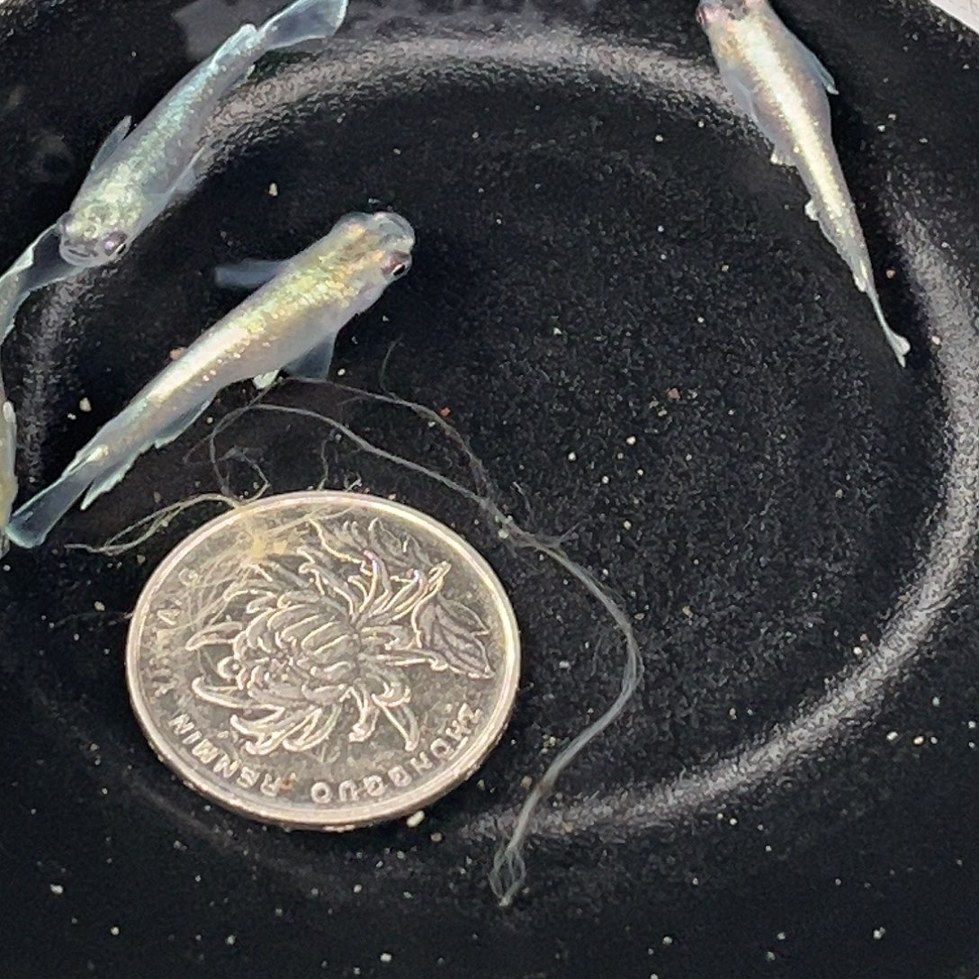 青鳉鱼祖母绿宽鳍4条23号