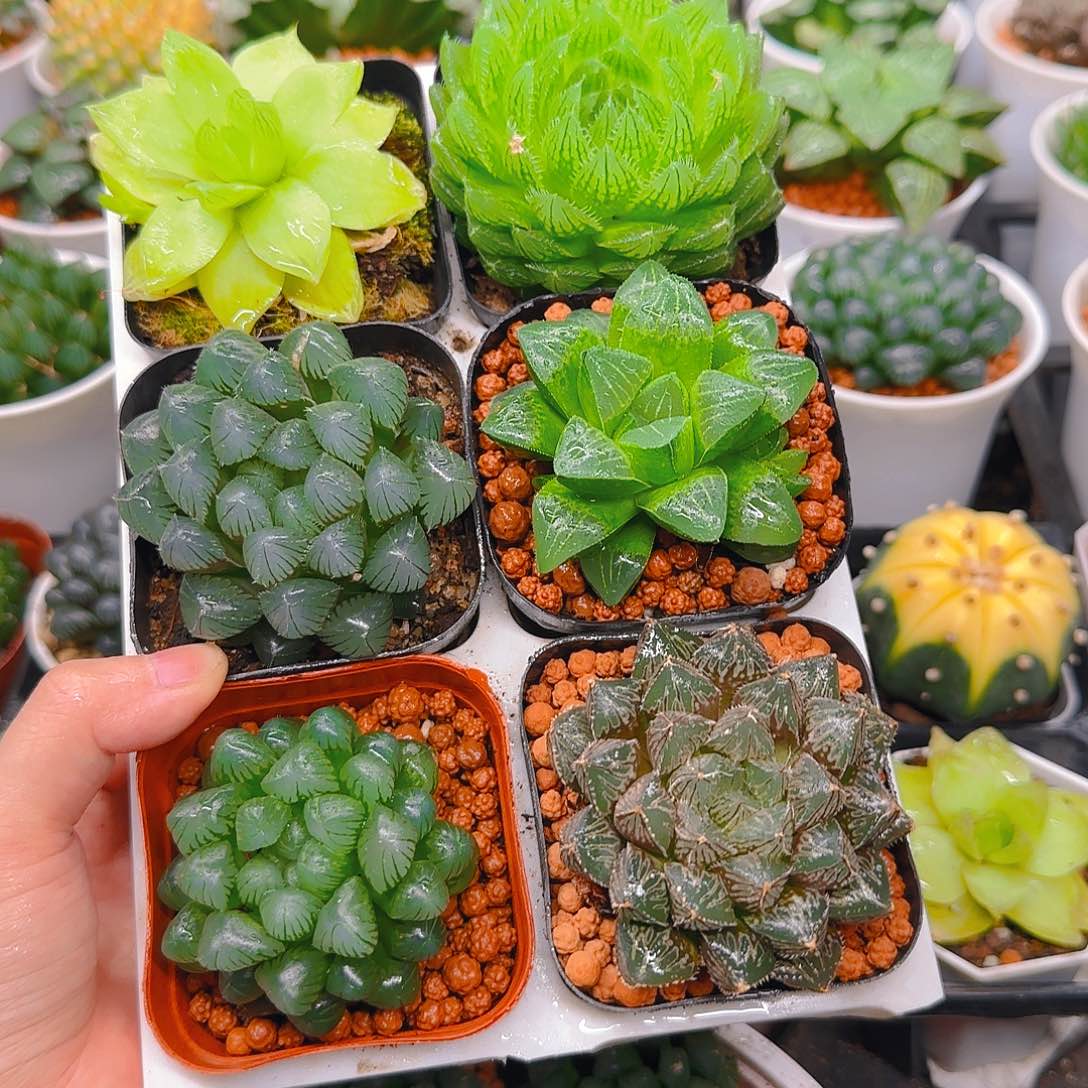 玉露六件套多肉，不带托架