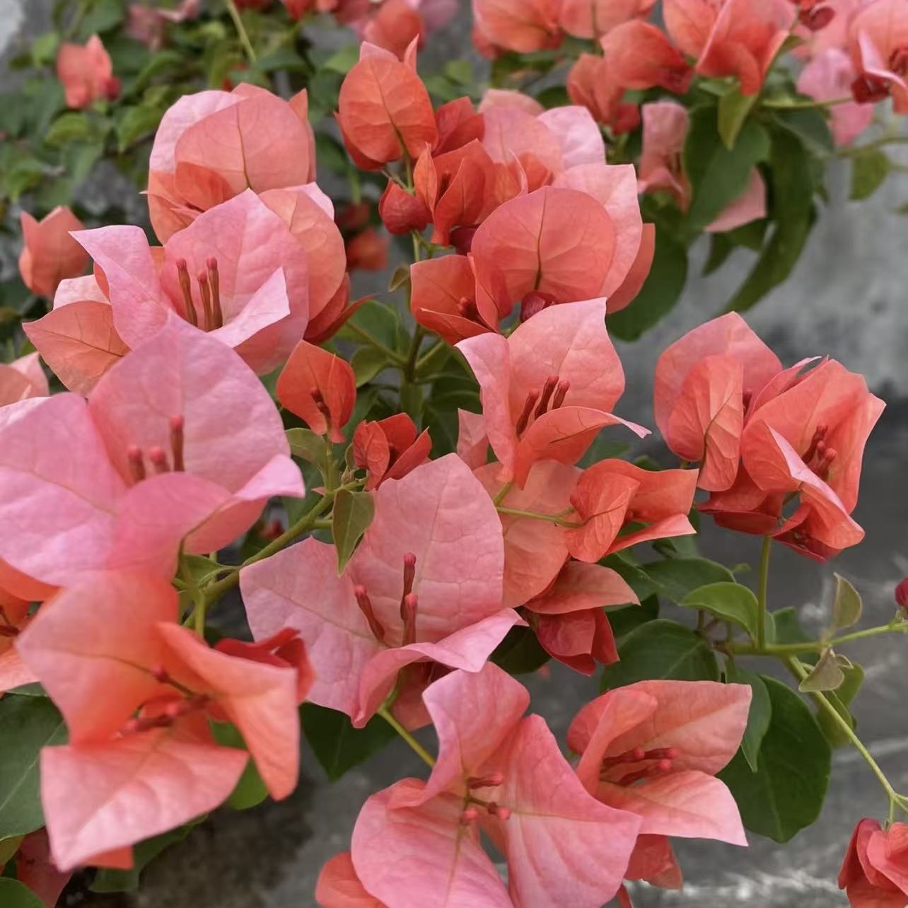 （不带花不甜西瓜）精品三角梅包邮包对版包售后一个月