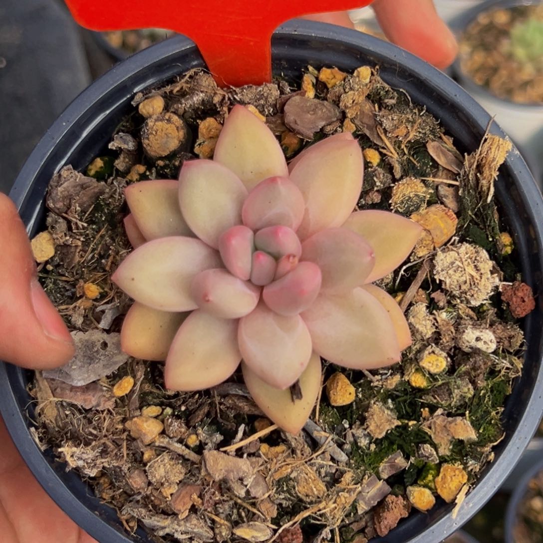 2324号上午多肉植物群生